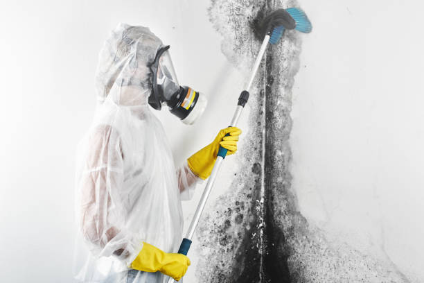 Biohazard Mold Removal in Westwego, LA